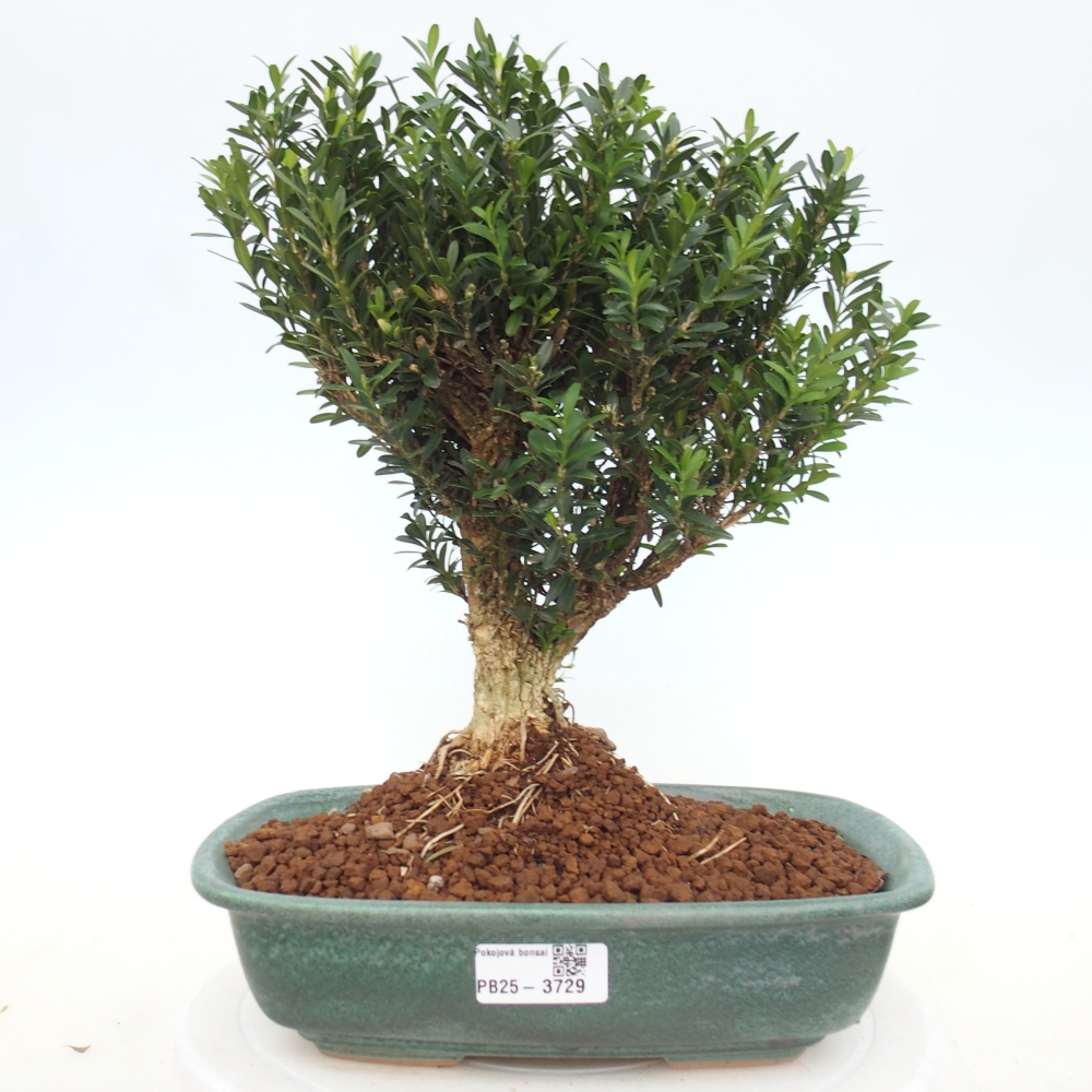 Izbové bonsaje - Buxus harlandii - korkový buxus