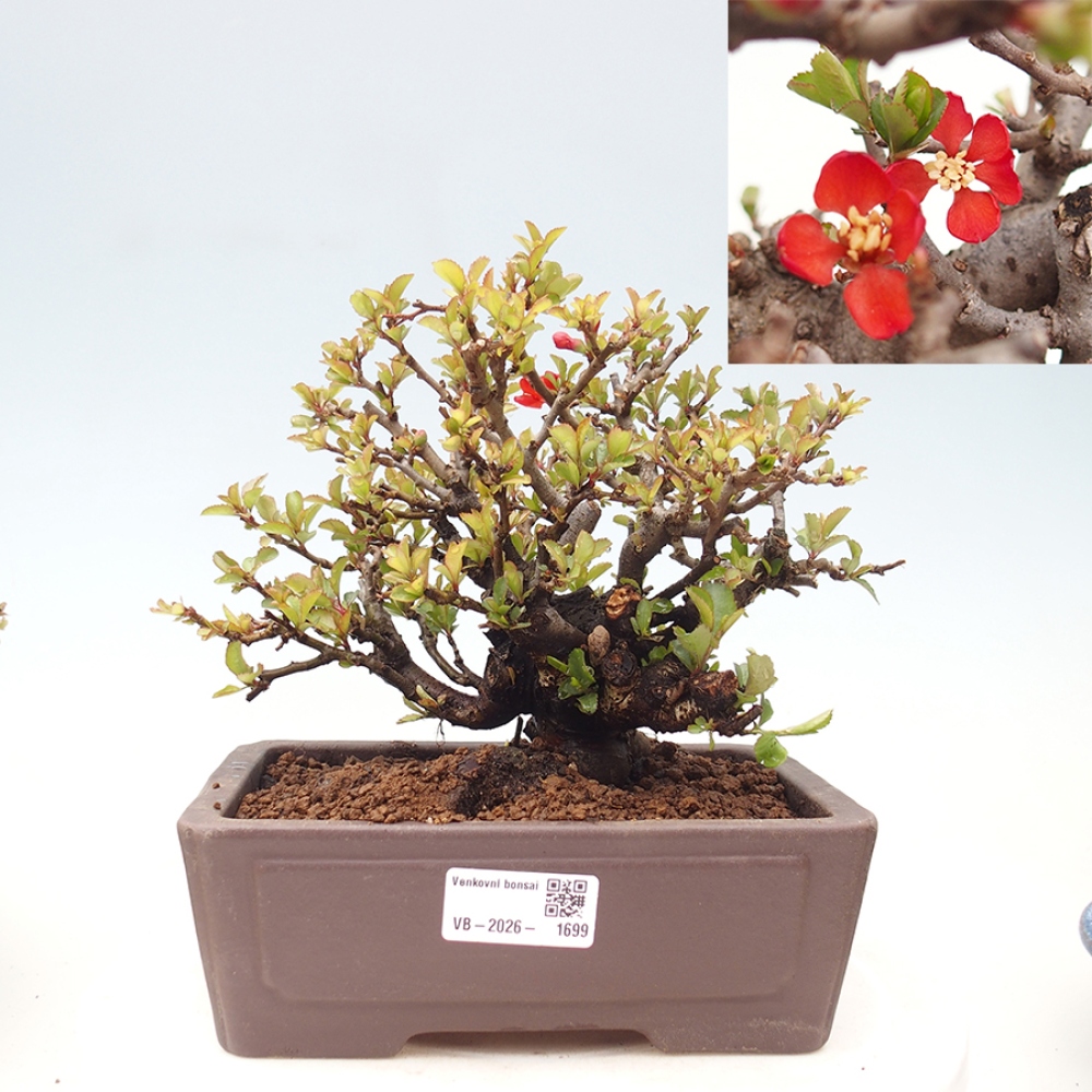 Vonkajšie bonsaje - Chaneomeles speciosa - Kdoule