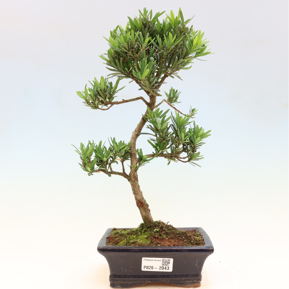 Izbové bonsaje - Podocarpus - Kamenný tis