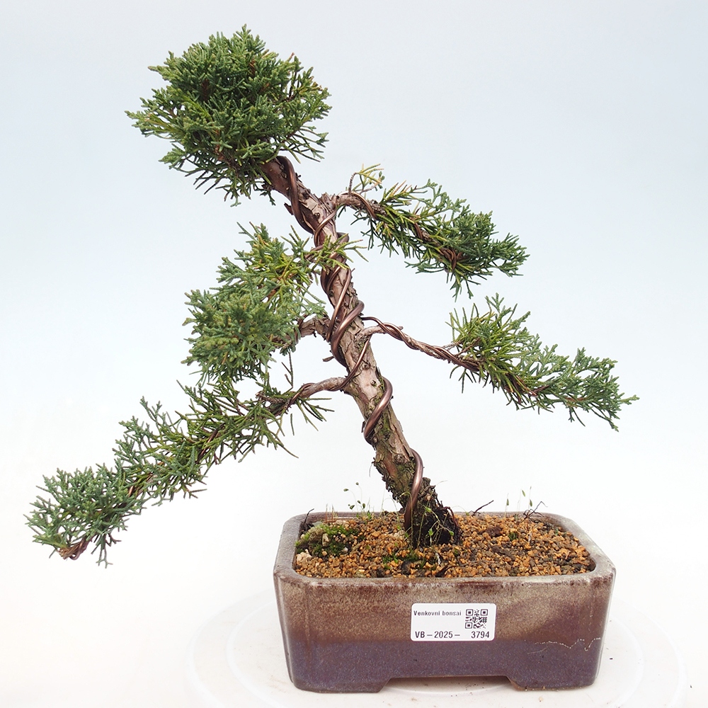 Vonkajší bonsaj - Juniperus chinensis Kishu