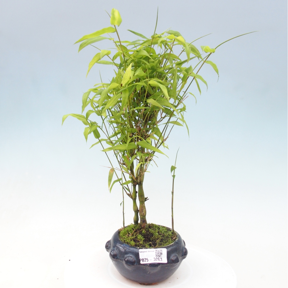 Izbové bonsaje - Bambusové brucho - Bambusové brucho
