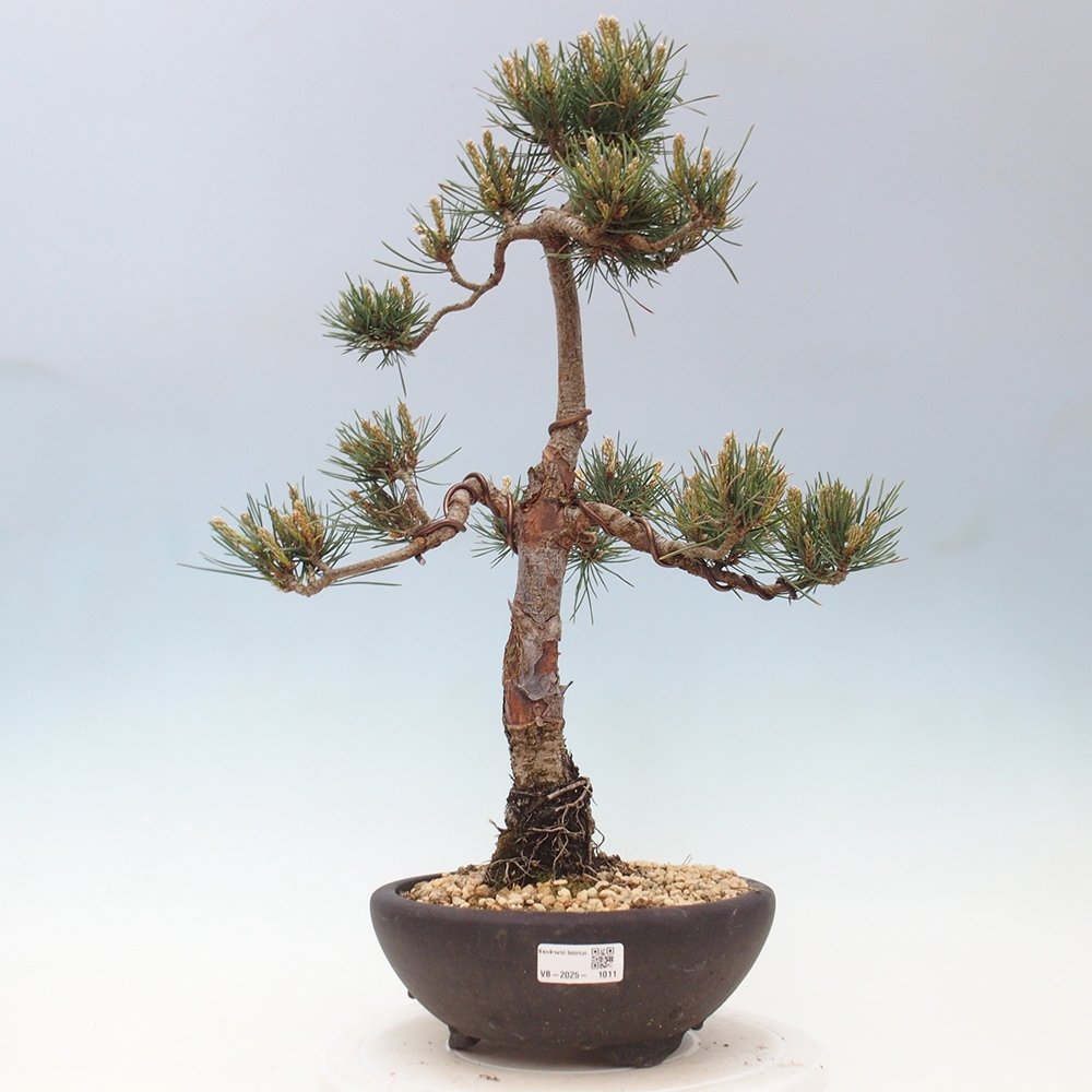 Vonkajšie bonsai - Pinus Sylvestris - Borovica lesná