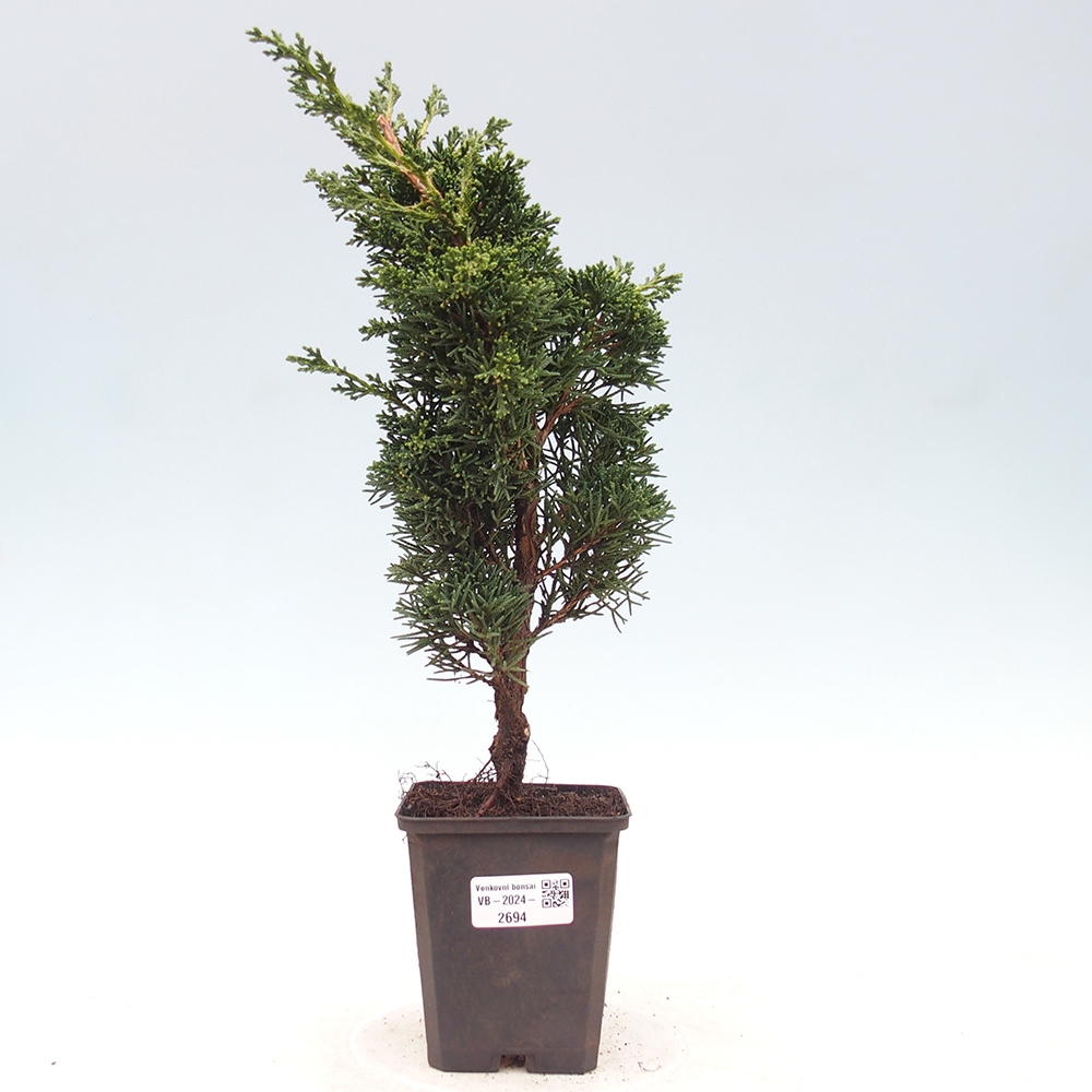 Vonkajšie bonsai - Juniperus chinensis Kishu -Jalovec čínsky