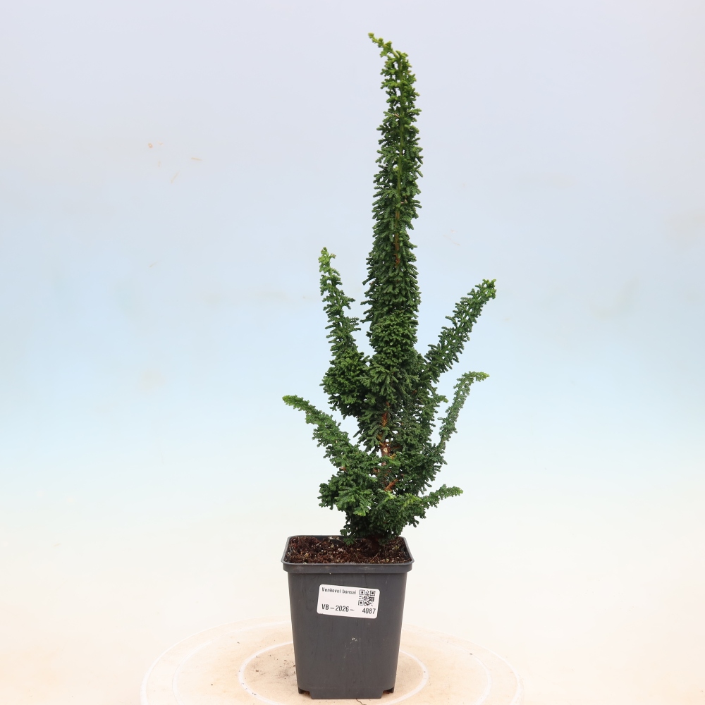 Vonkajší bonsaj - Cham. obtusa SEKKA HINOKI - Cypruštek