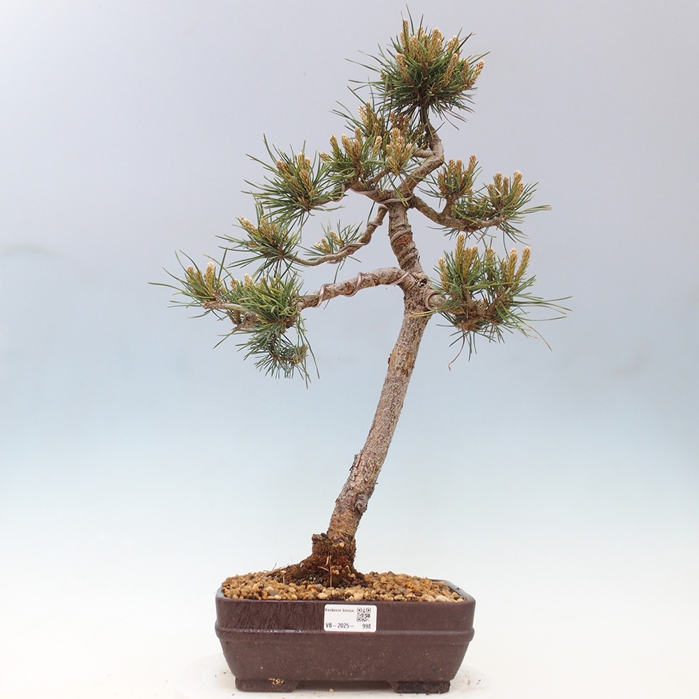 Vonkajšie bonsai - Pinus Sylvestris - Borovica lesná