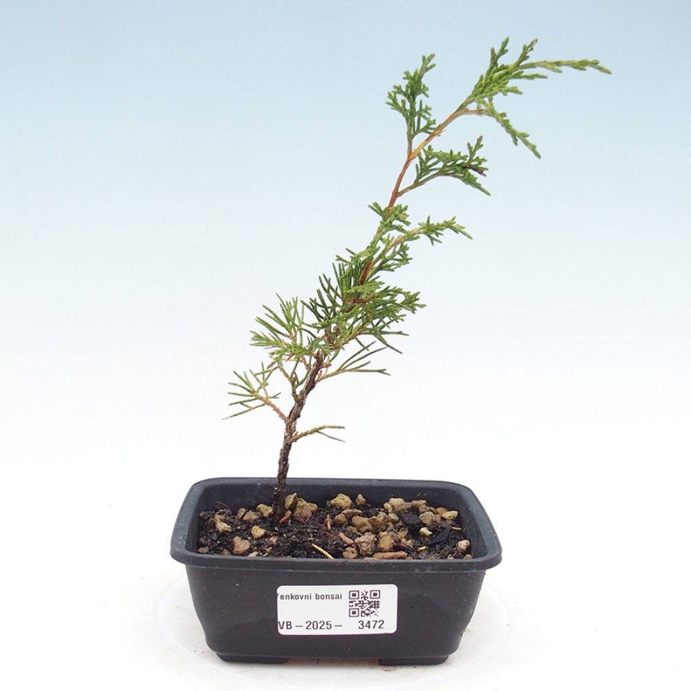 Vonkajší bonsai - Juniperus chinensis Itoigawa -Jalovec čínsky