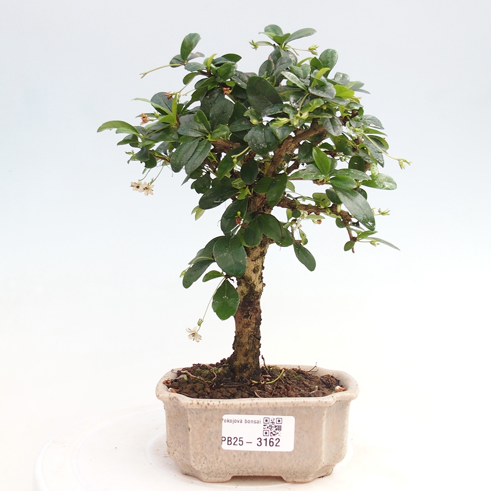 Izbová bonsai - Carmona macrophylla - Čaj fuki