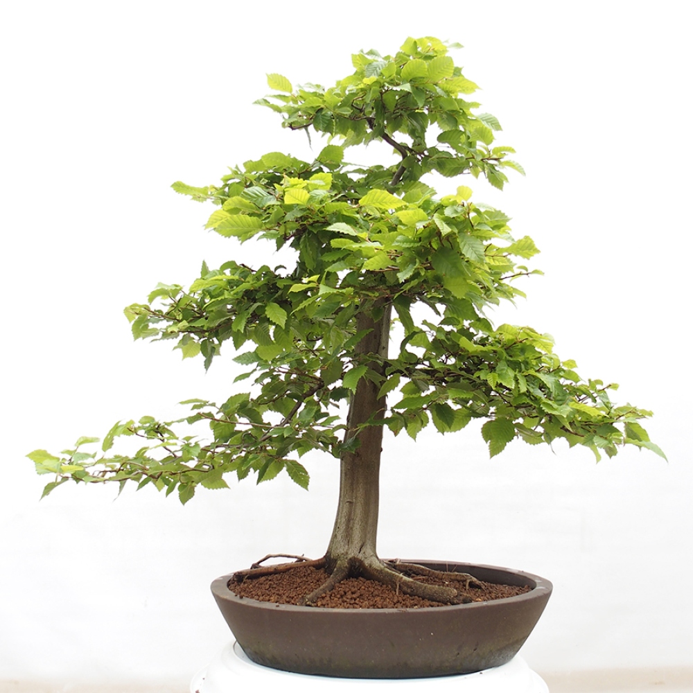 Vonkajší bonsai - Hrab obyčajný - Carpinus betulus