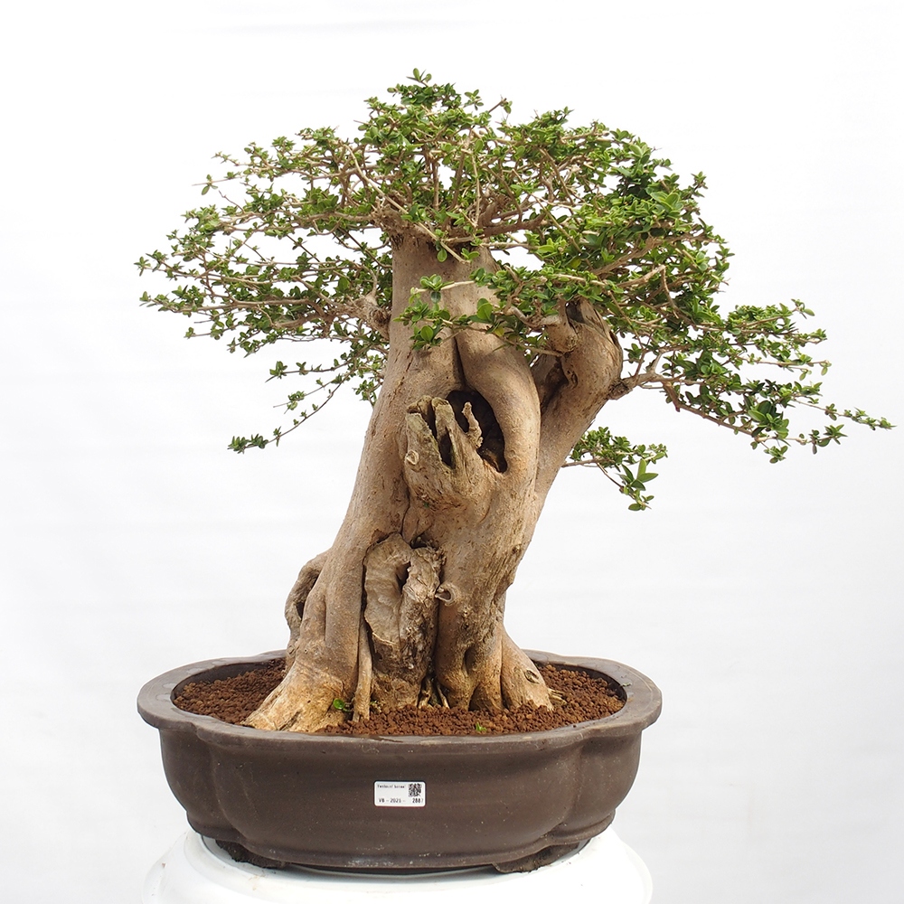 Izbová bonsai - Premna serratifolia - Kozlovoň malolistá