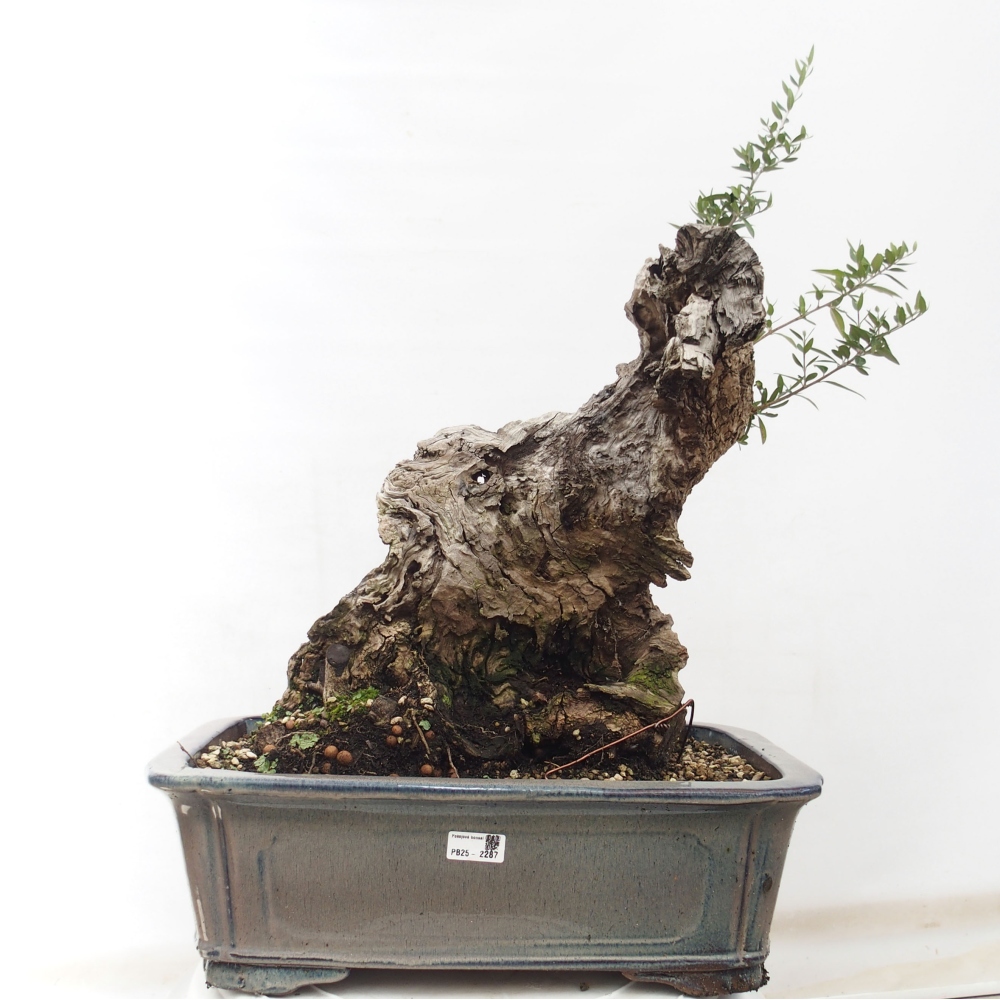 Izbová bonsai - Olea europaea sylvestris -Oliva evropská drobnolistá