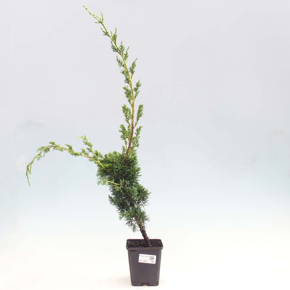 Vonkajší bonsaj - Juniperus chinensis Kishu