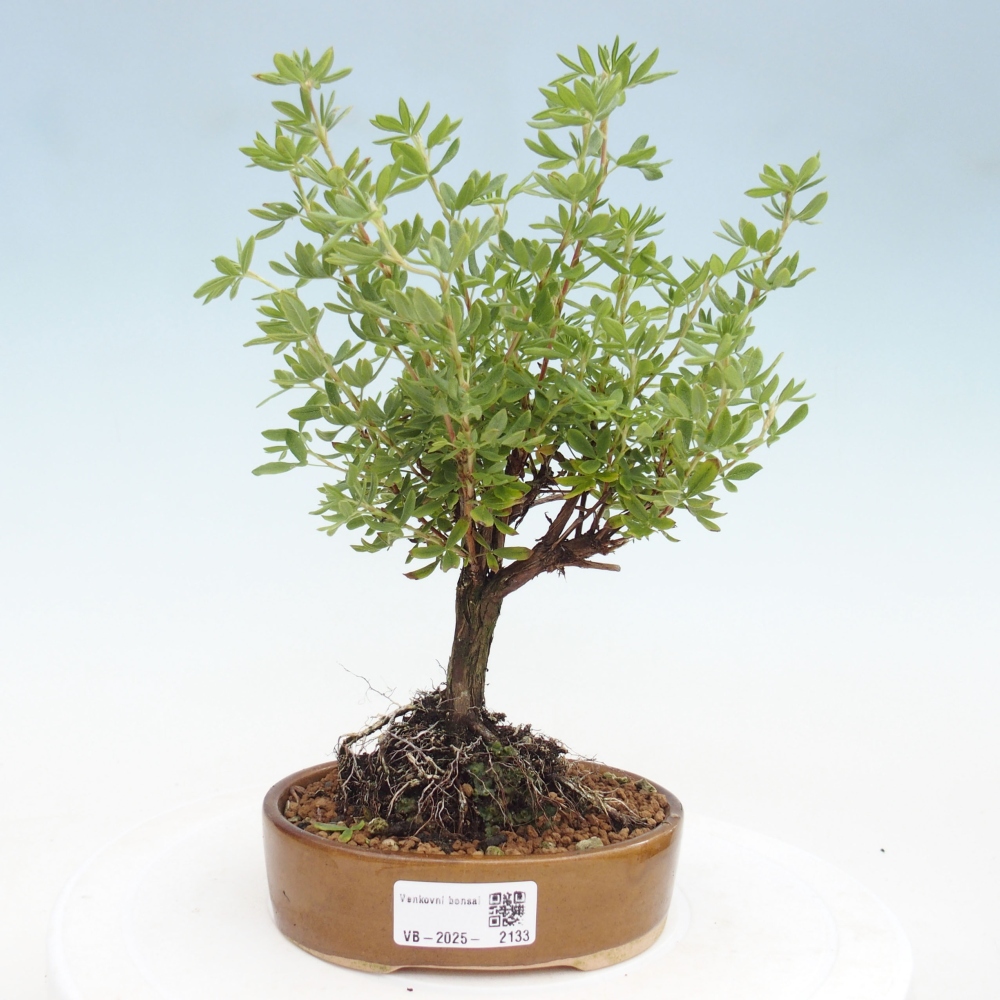 Vonkajšia bonsai-Nátržník krovitá - potentila fruticosa yellow Bird