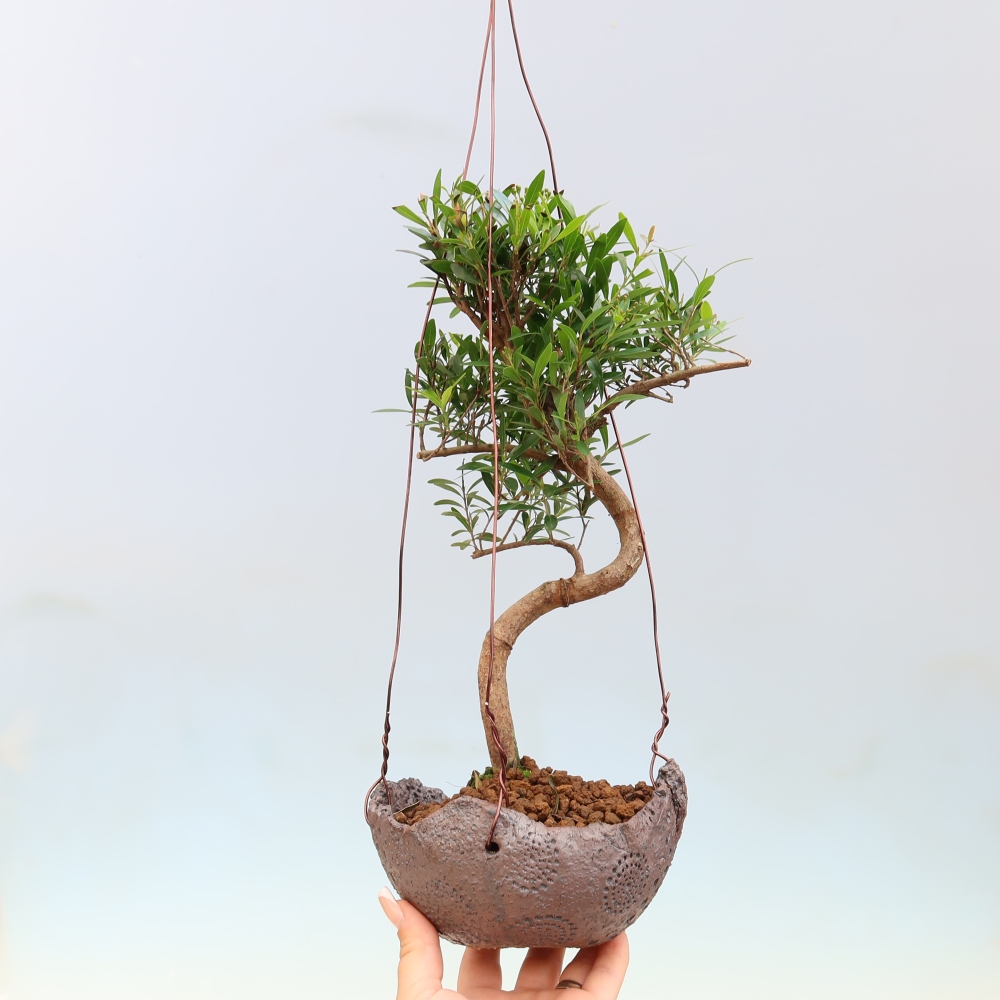 Kokedama v keramike – Syzygium – Pimentovník