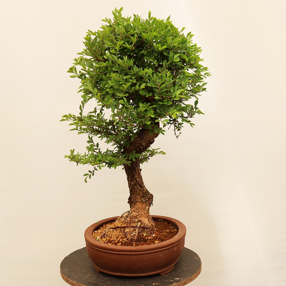 Vonkajšie bonsai - Zelkova - Zelkova NIRE