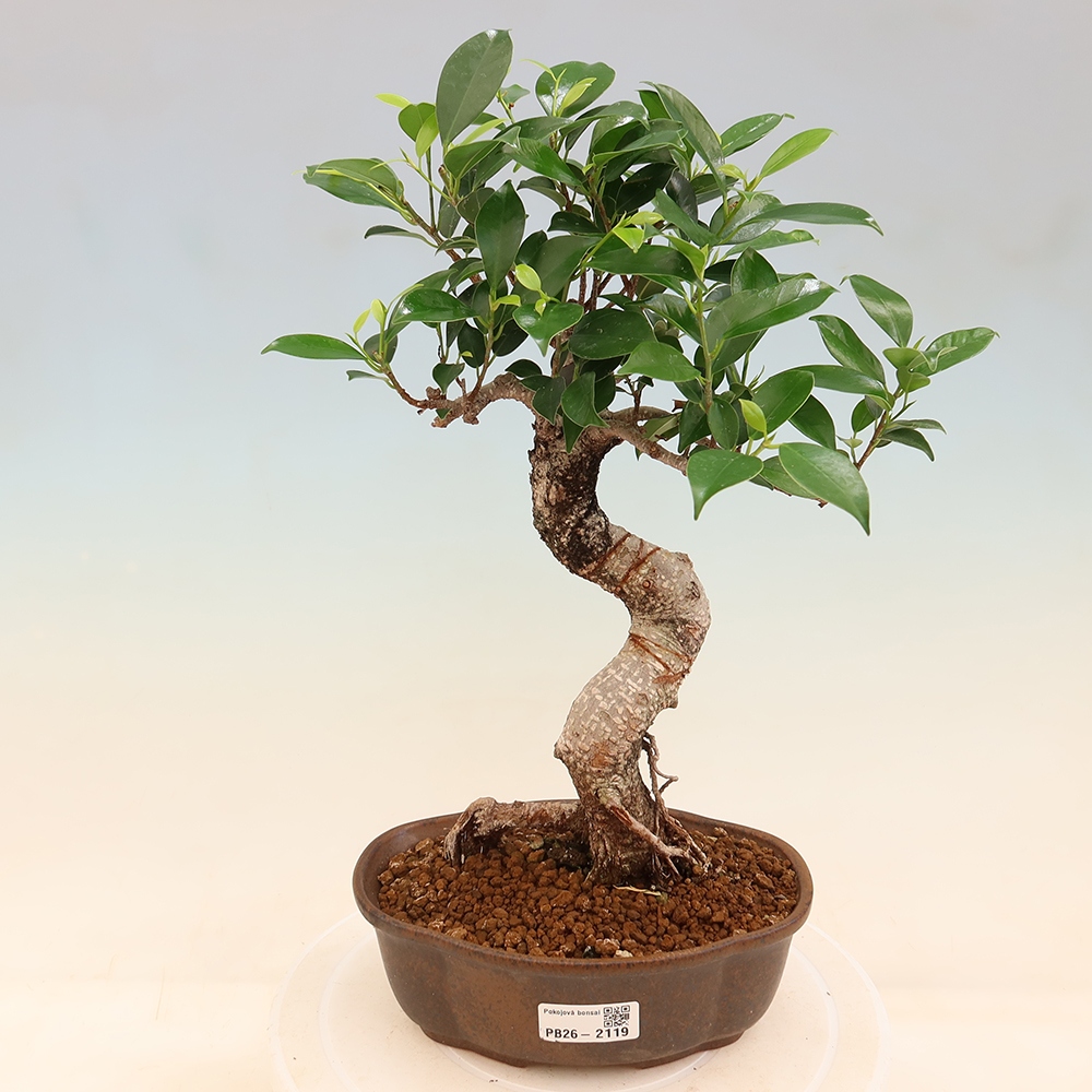 Izbový bonsaj - Ficus retusa - drobnolistý fikus