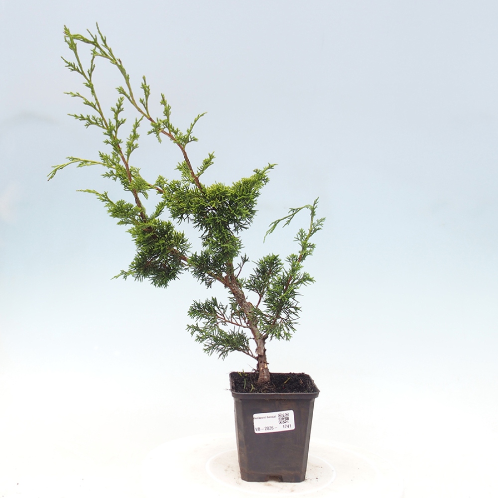 Vonkajší bonsaj - Juniperus chinensis Itoigawa