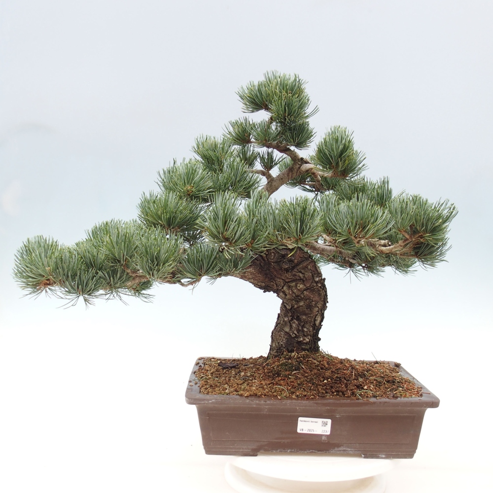 Vonkajšie bonsai - Pinus parviflora - Borovica drobnokvetá
