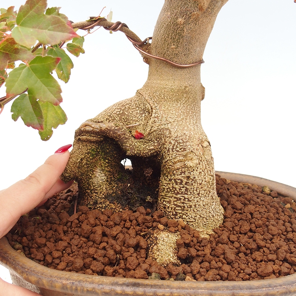 Vonkajšie bonsai - Javor Buergerianum - Javor Burgerův