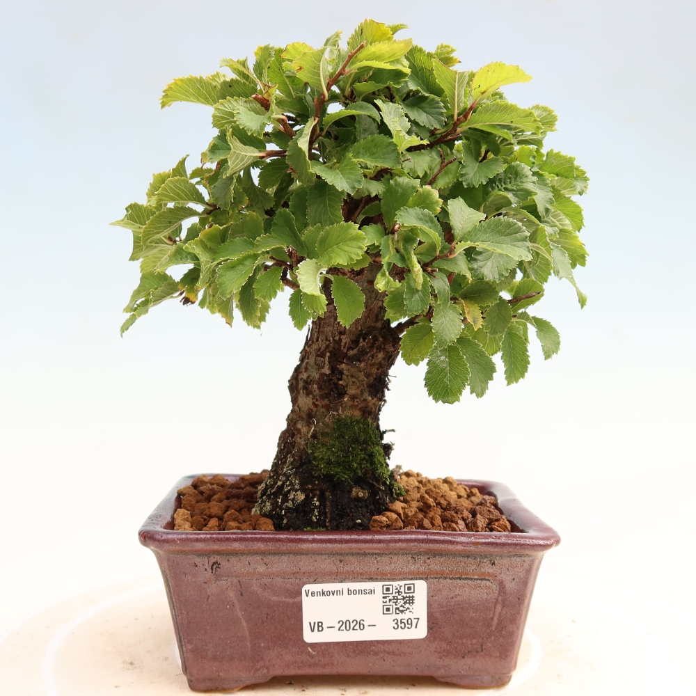 Vonkajšie bonsaje - Zelkova - Zelkova NIRE