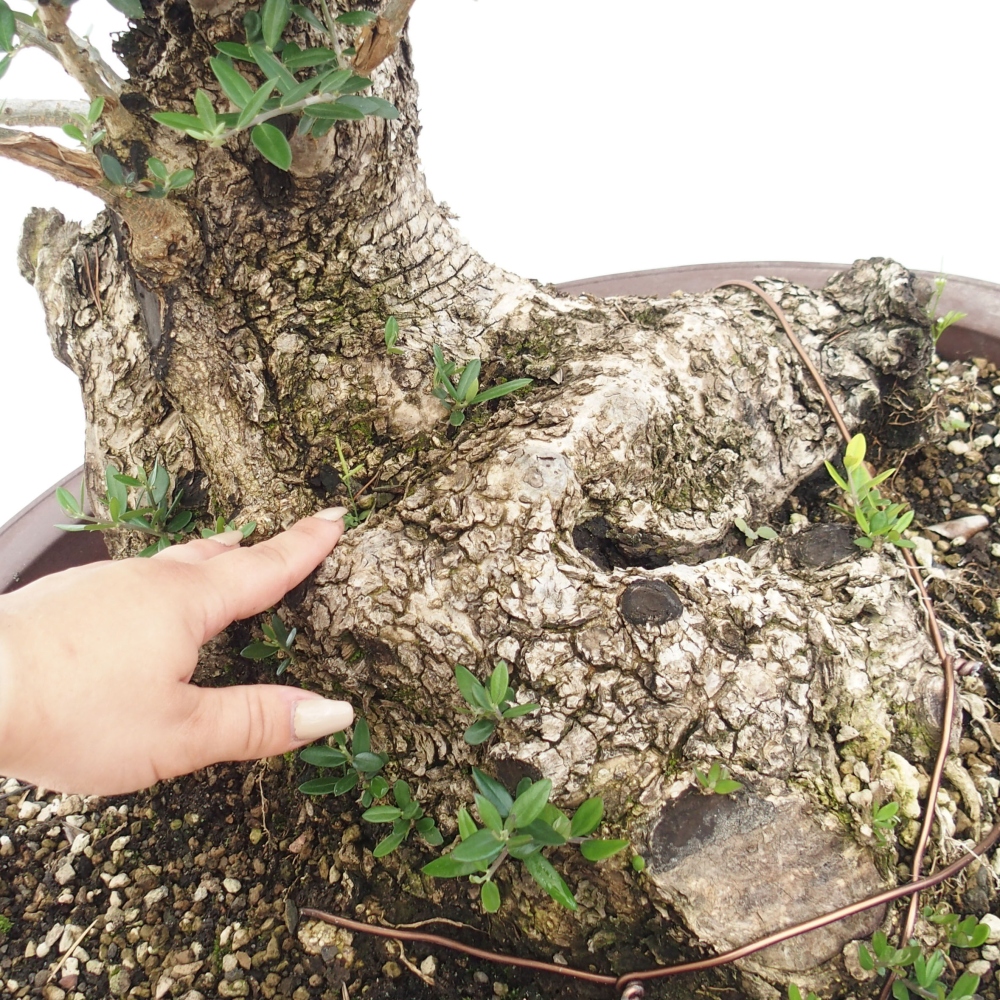 Izbová bonsai - Olea europaea sylvestris -Oliva evropská drobnolistá