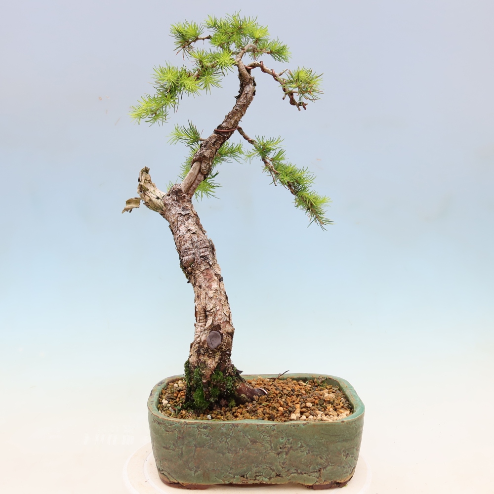 Vonkajšie bonsaje -Larix decidua - Smrekovec