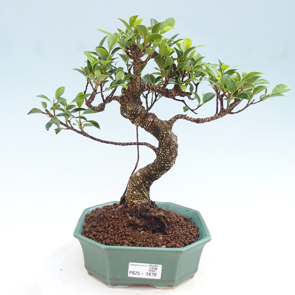 Izbová bonsai - Ficus retusa - malolistá fikus