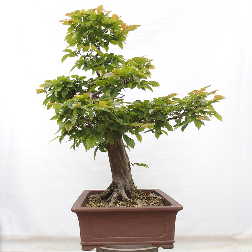 Vonkajší bonsai - Hrab obyčajný - Carpinus betulus