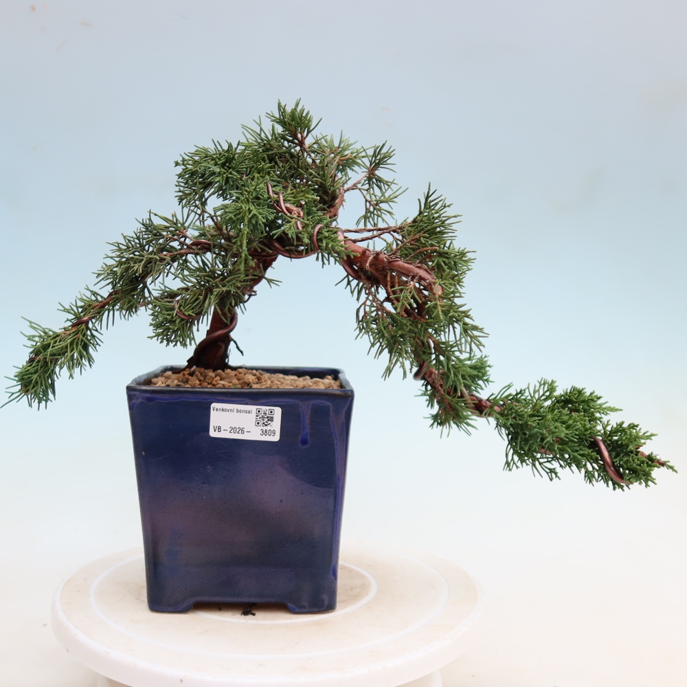 Vonkajší bonsaj - Juniperus chinensis Kishu