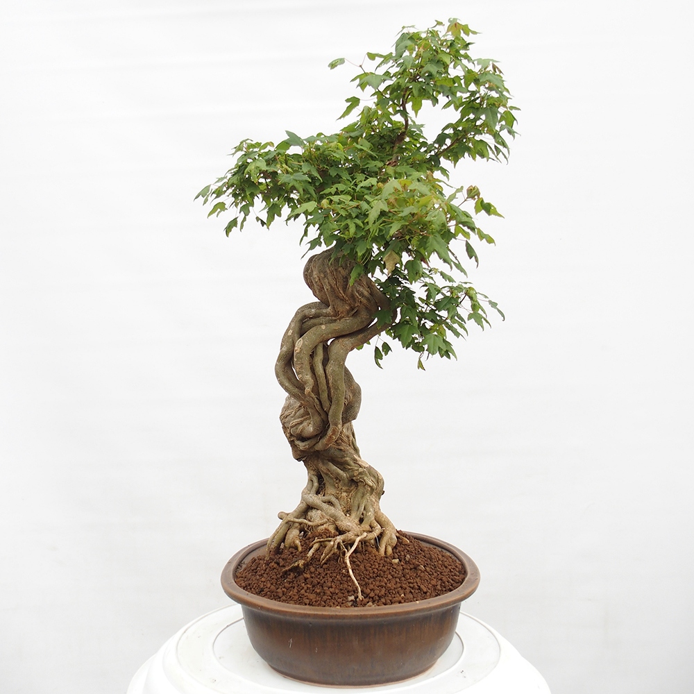 Vonkajšie bonsai - Javor Buergerianum - Javor Burgerův