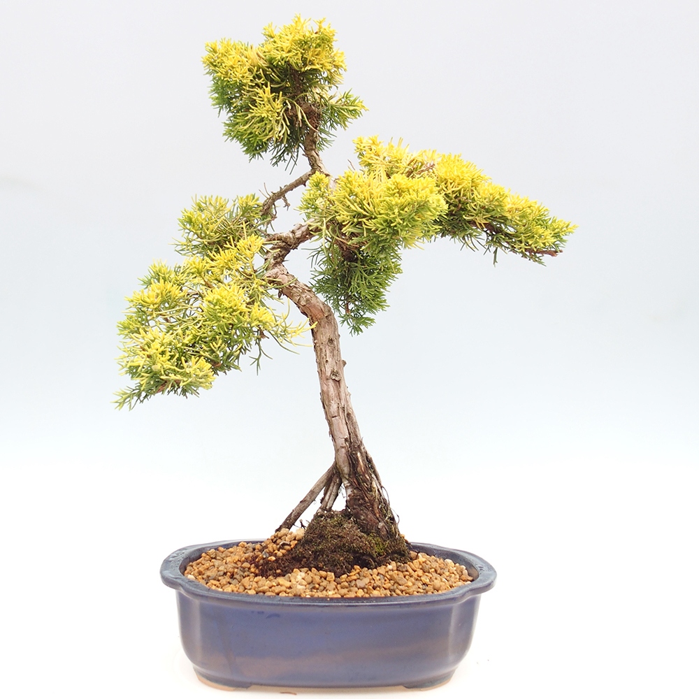 Vonkajší bonsai - Juniperus chinensis plumosa aurea - Borievka čínska zlatá