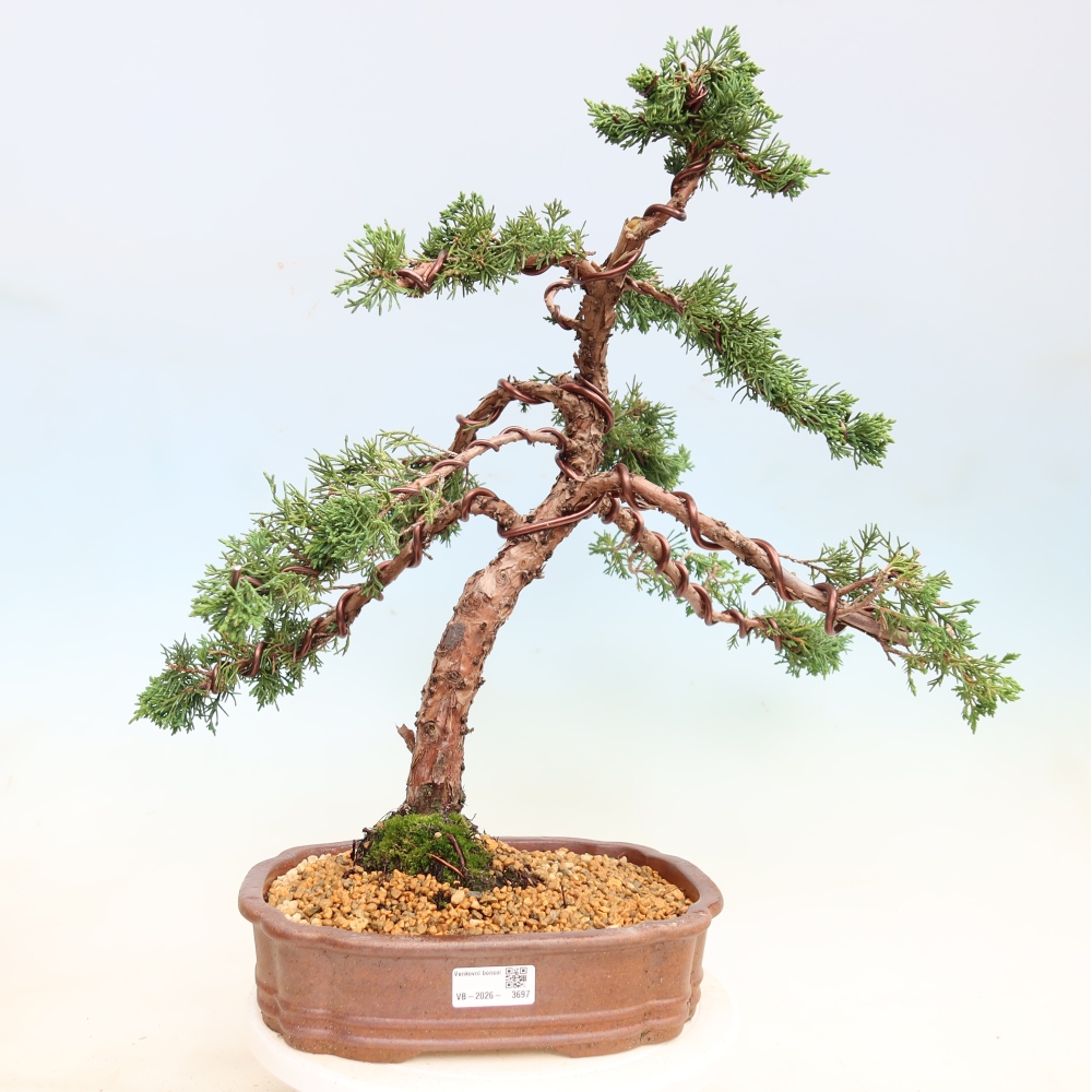 Vonkajší bonsaj - Juniperus chinensis Kishu