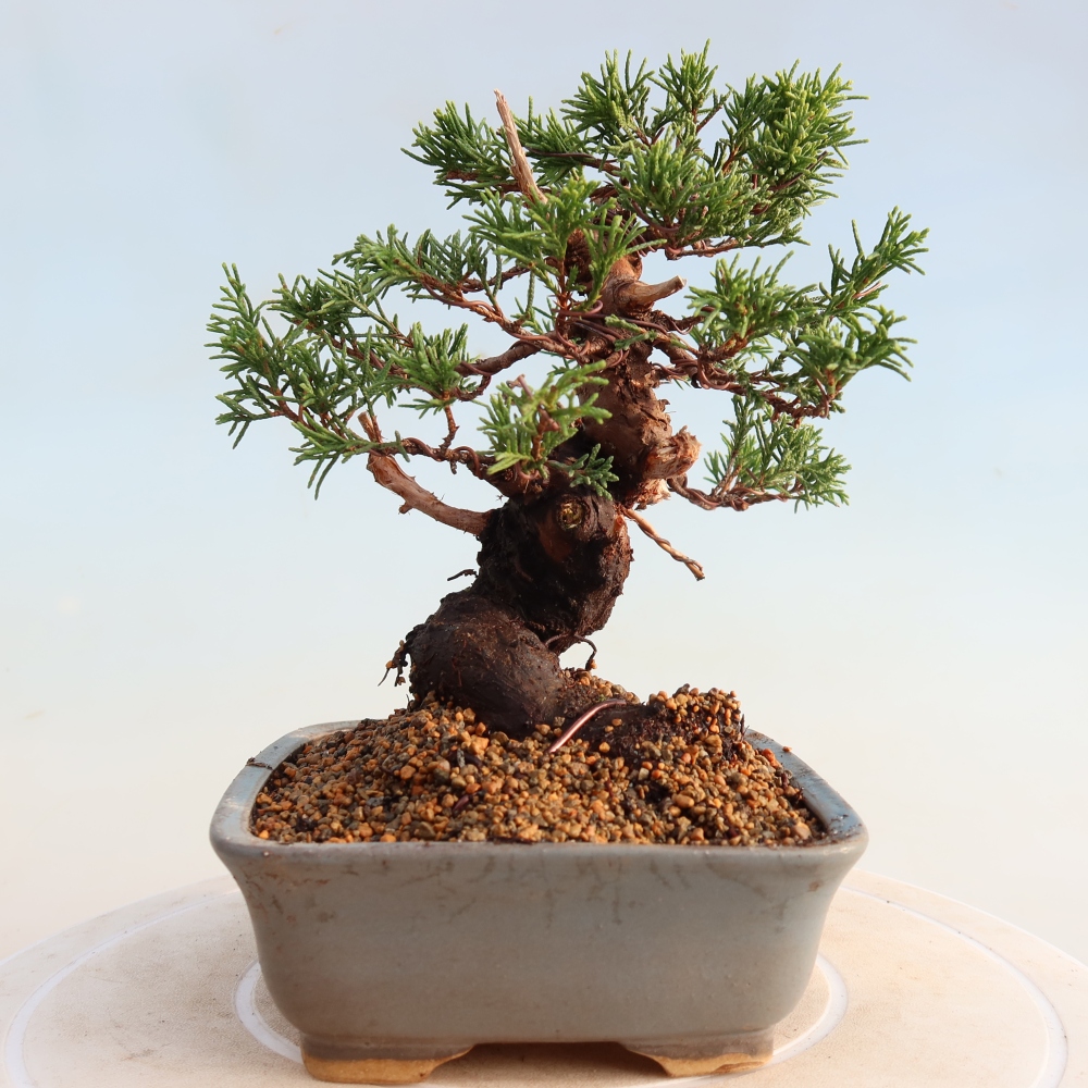 Vonkajší bonsai - Juniperus chinensis Itoigawa -Jalovec čínsky