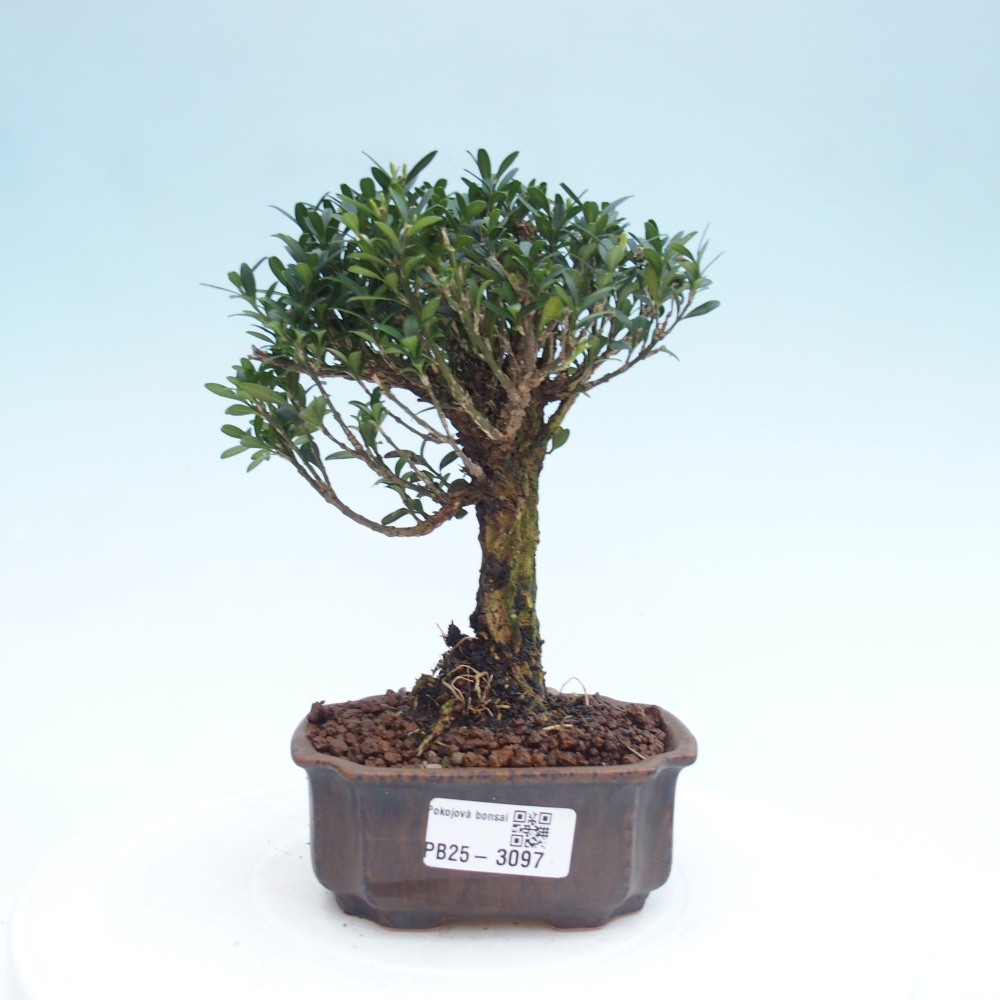 Izbová bonsai - Buxus harlandii -korkový buxus