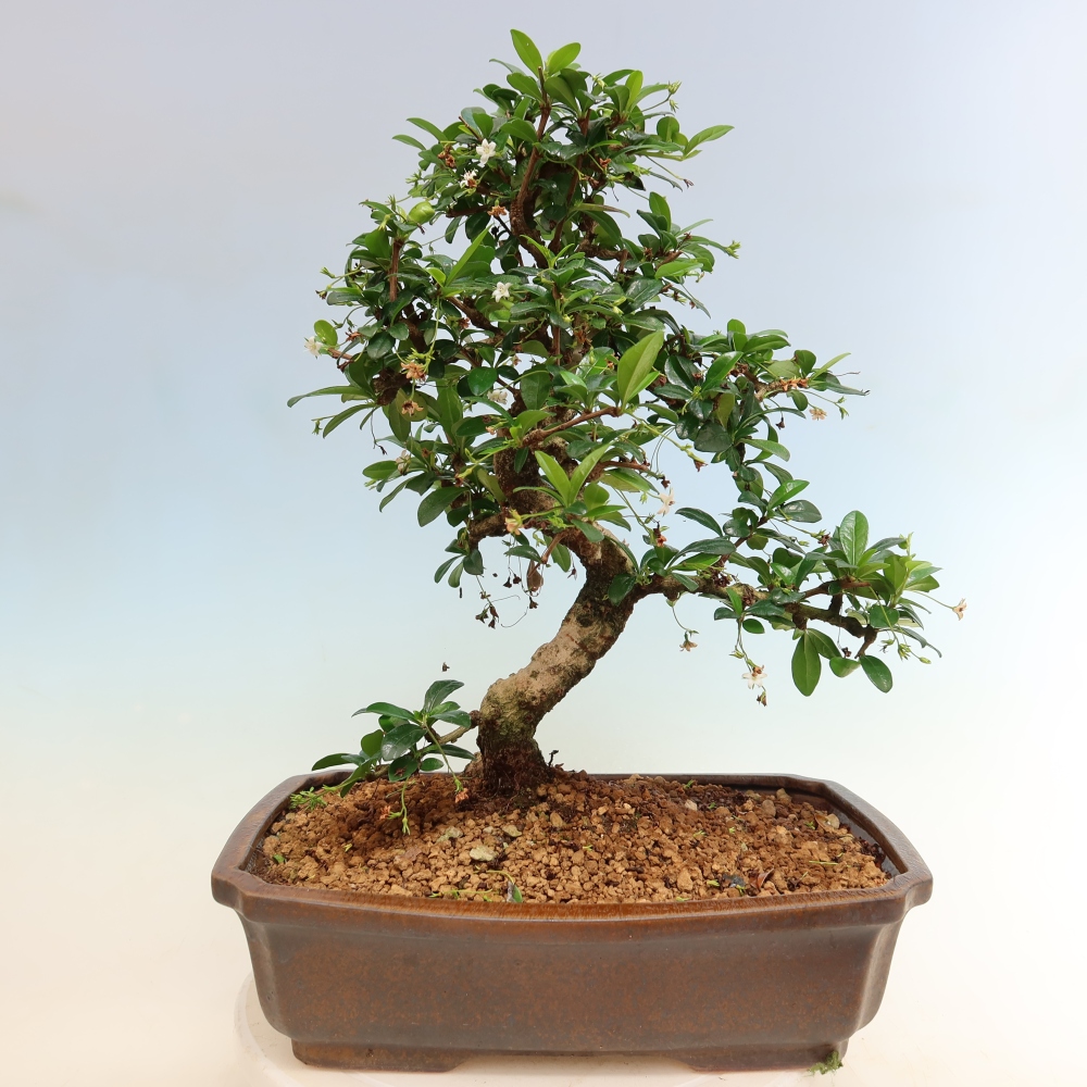 Izbové bonsaje - Carmona macrophylla - Tea fuki