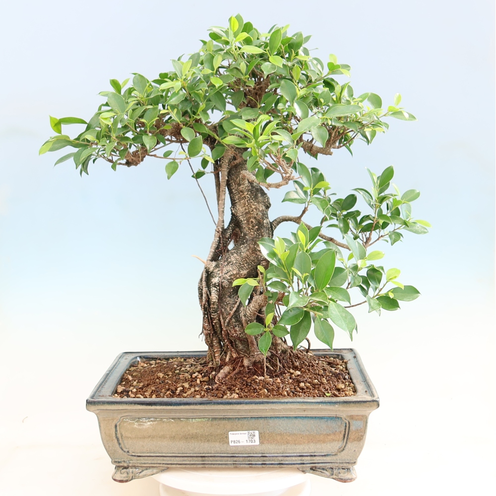 Izbové bonsaje - Ficus kimmen - drobnolistý fikus