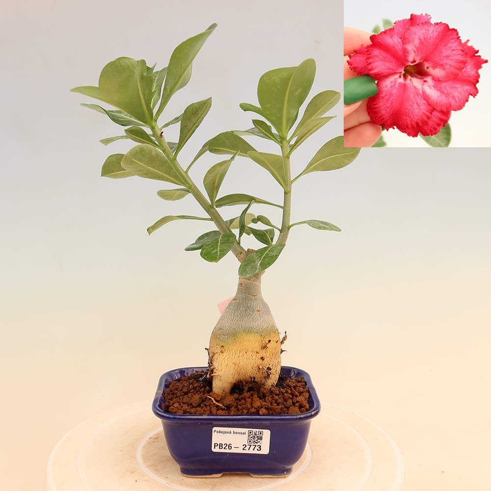 Izba bonsai – Adenium obesum, štepené V.F.S.326 – Púštna ruža