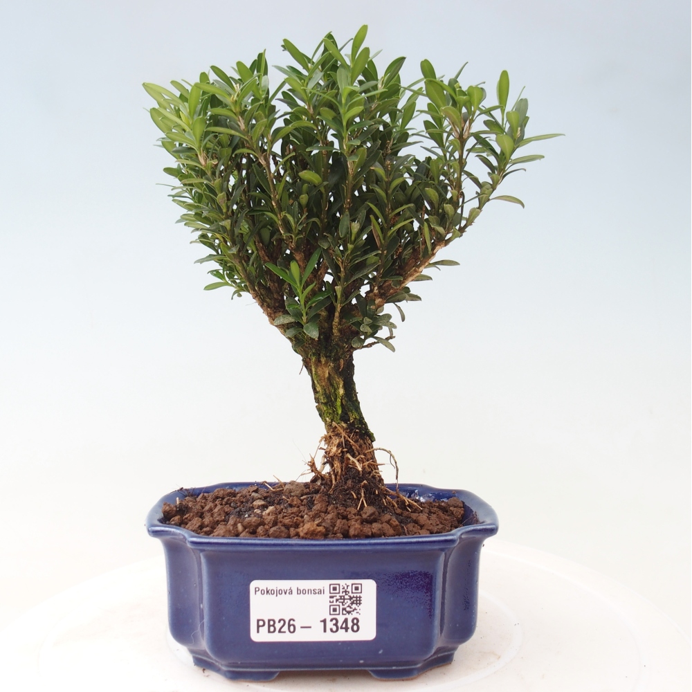 Izbové bonsaje - Buxus harlandii - korkový buxus