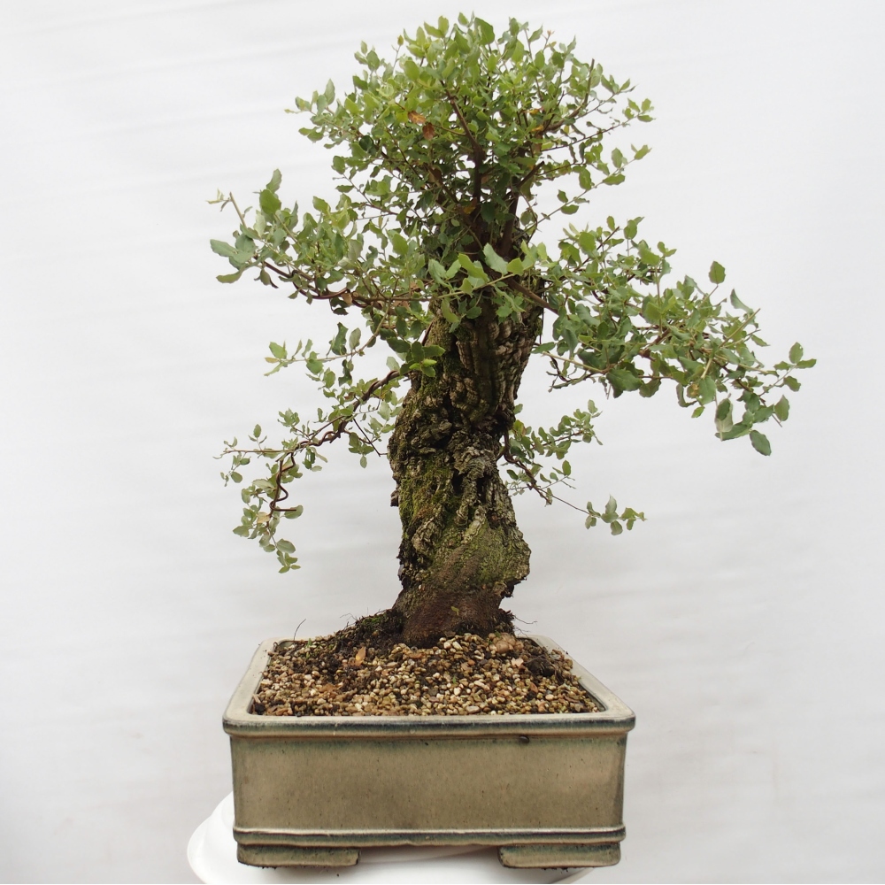 vonkajšie bonsai Quercus suber - Korkový dub