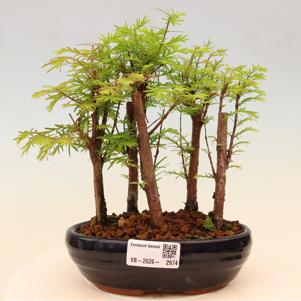 Vonkajší bonsai – Metasequoia glyptostroboides – čínska metasekvoja – hájik