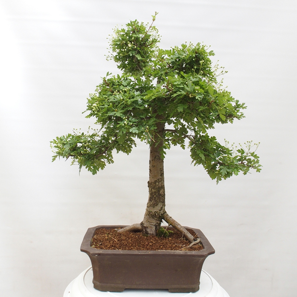 Vonkajší bonsai - Hloh - Crataegus monogyna