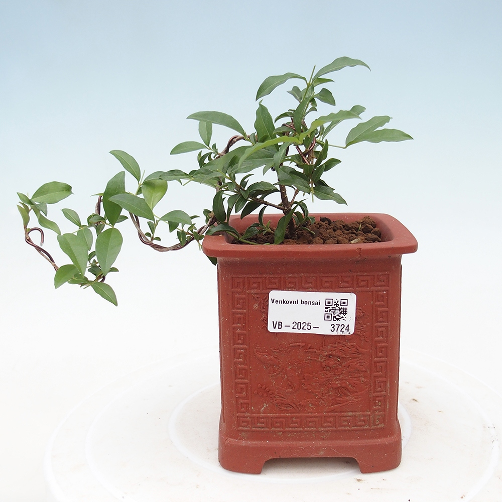 Izbová bonsai -Malpighia coccigera- Barbdorská čerešňa