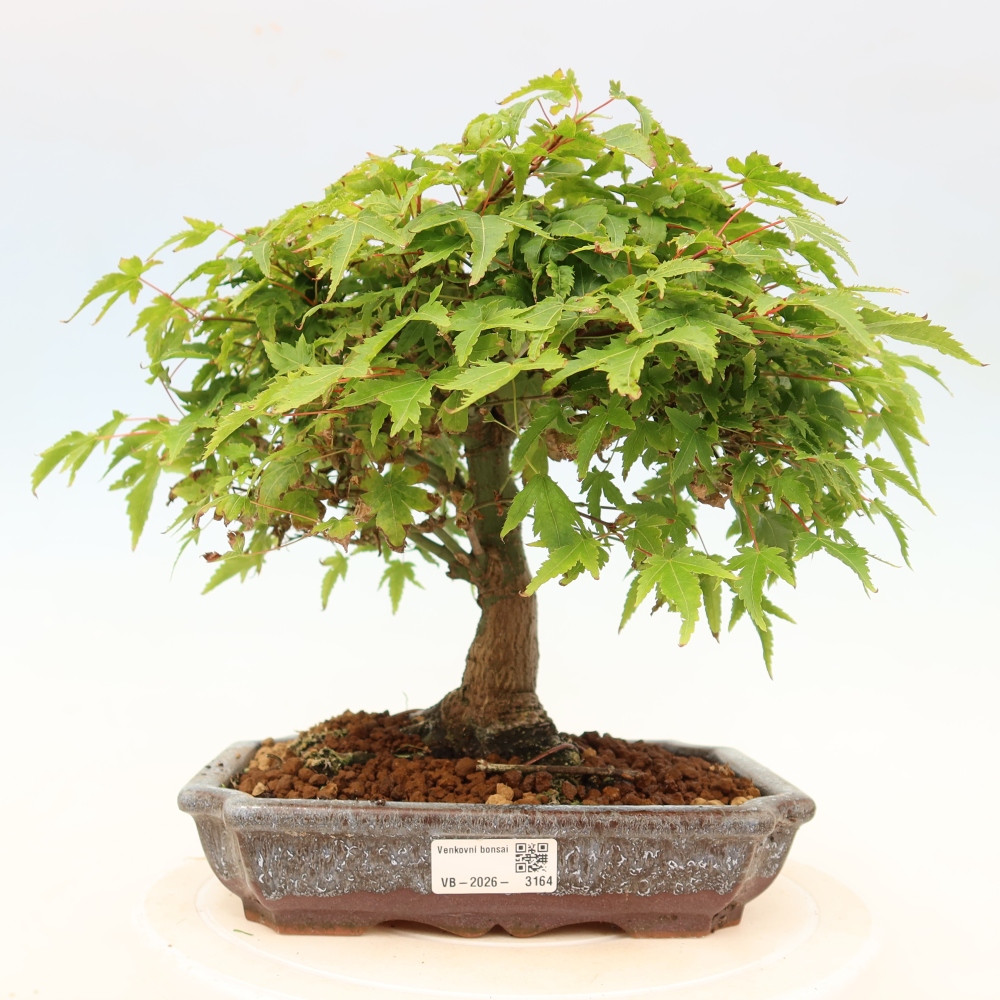 Acer palmatum KIOHIME - Javor palmetový