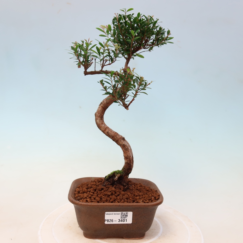 Izbové bonsaje - Syzygium - Pimento