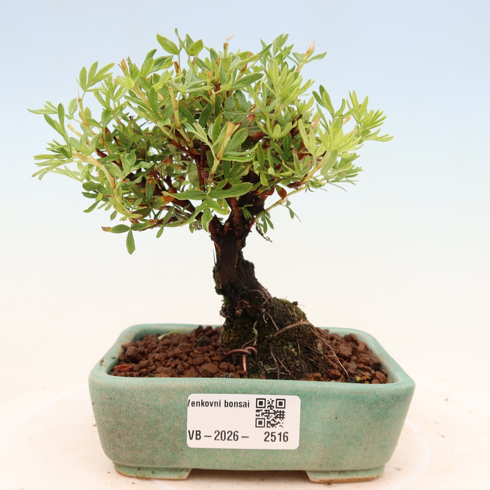 Vonkajšie bonsaje - Potentila fruticosa