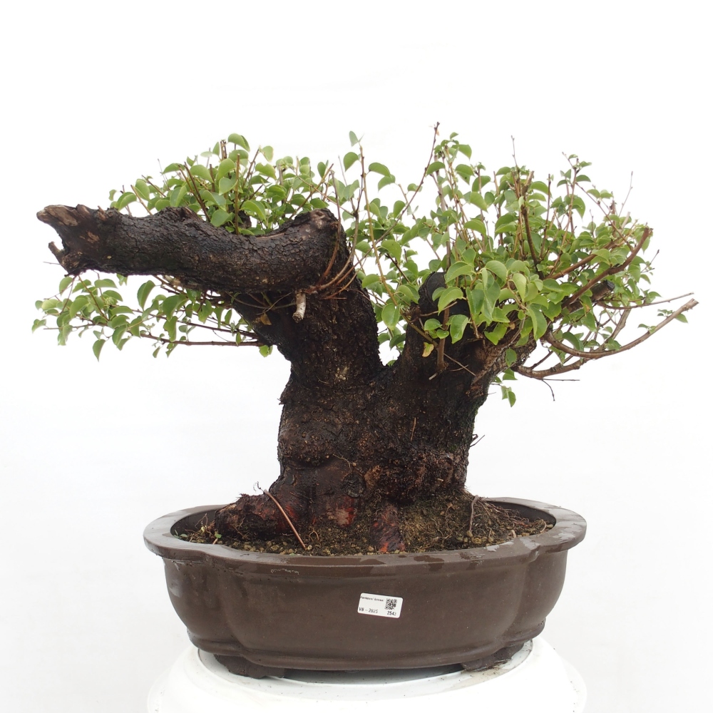 Vonkajšie bonsai - Mahalebka - Prunus mahalieb