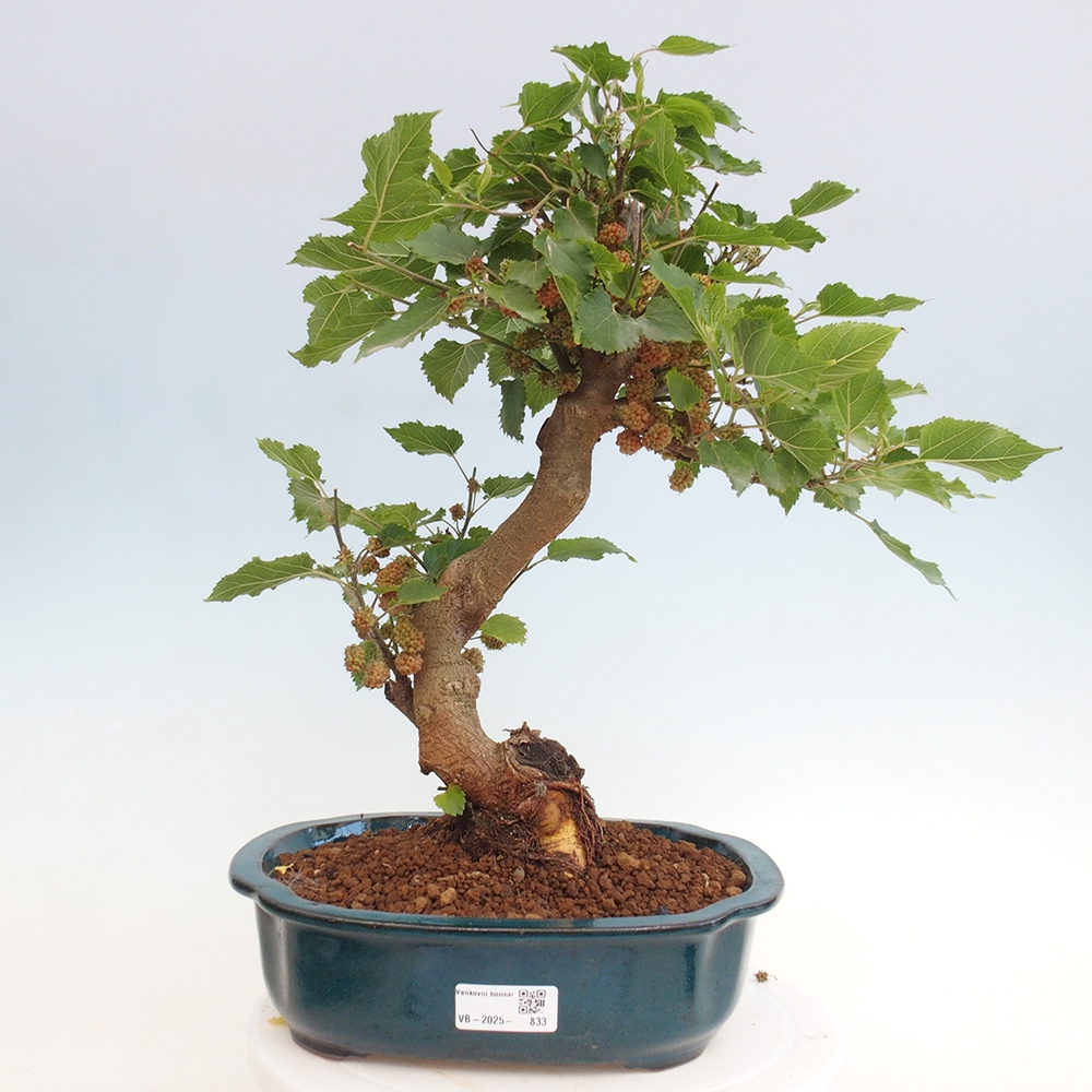Vonkajšie bonsai -Morus albumy - moruše