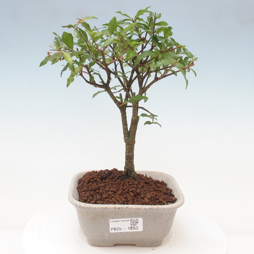Izbová bonsai - Malpighia coccigera- Barbdorská čerešňa