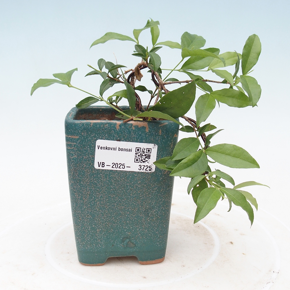 Izbová bonsai -Malpighia coccigera- Barbdorská čerešňa