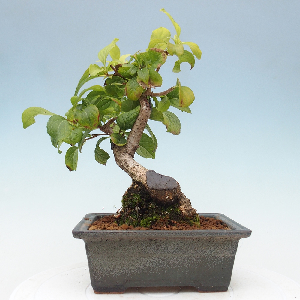 Vonkajšie bonsai - Celastrus Jesenec