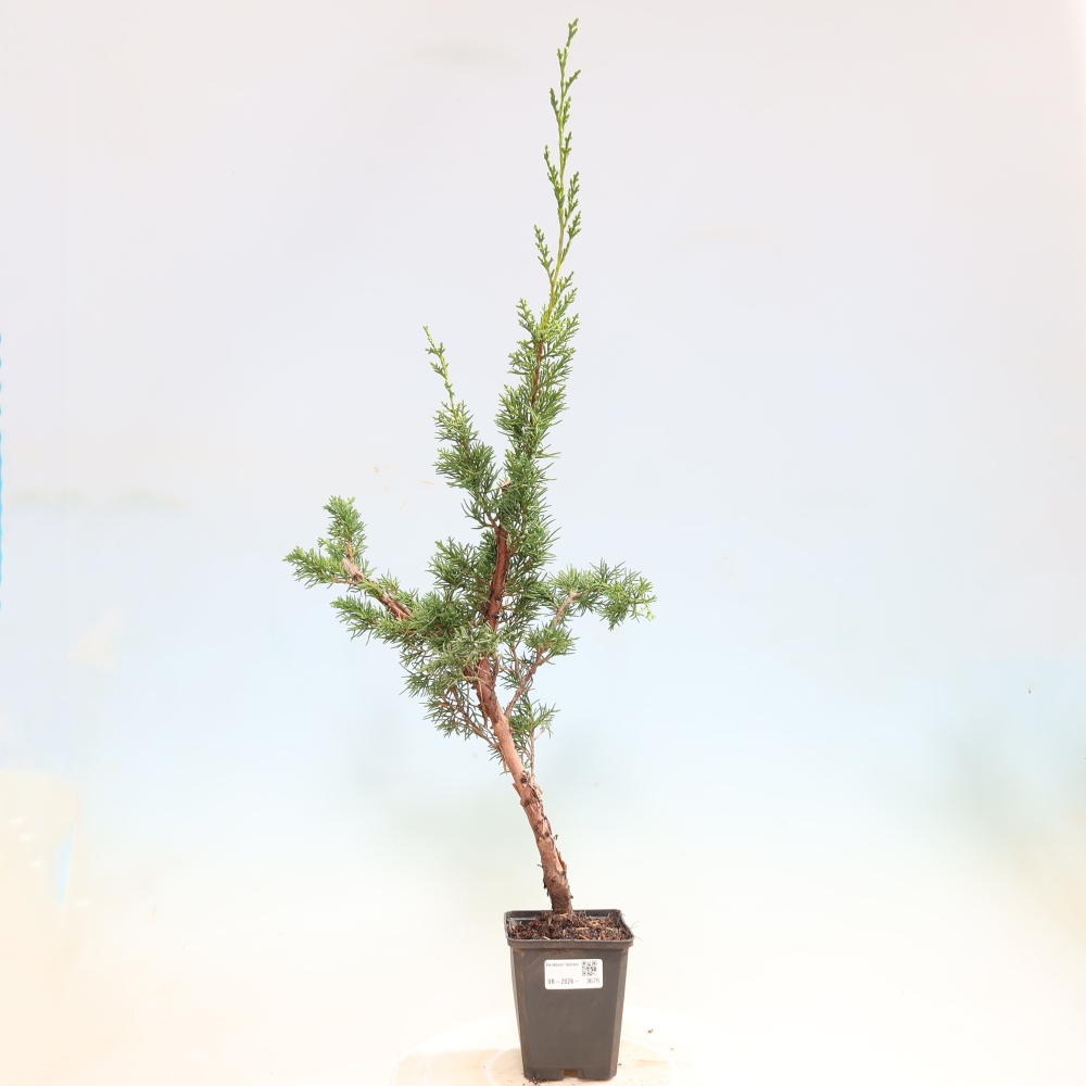 Vonkajší bonsaj - Juniperus chinensis Kishu
